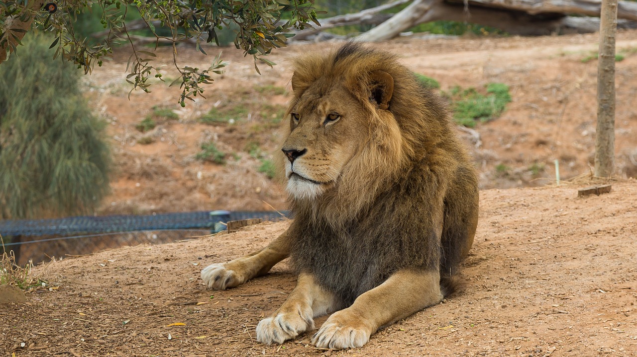 Image - lion werribee zoo melbourne