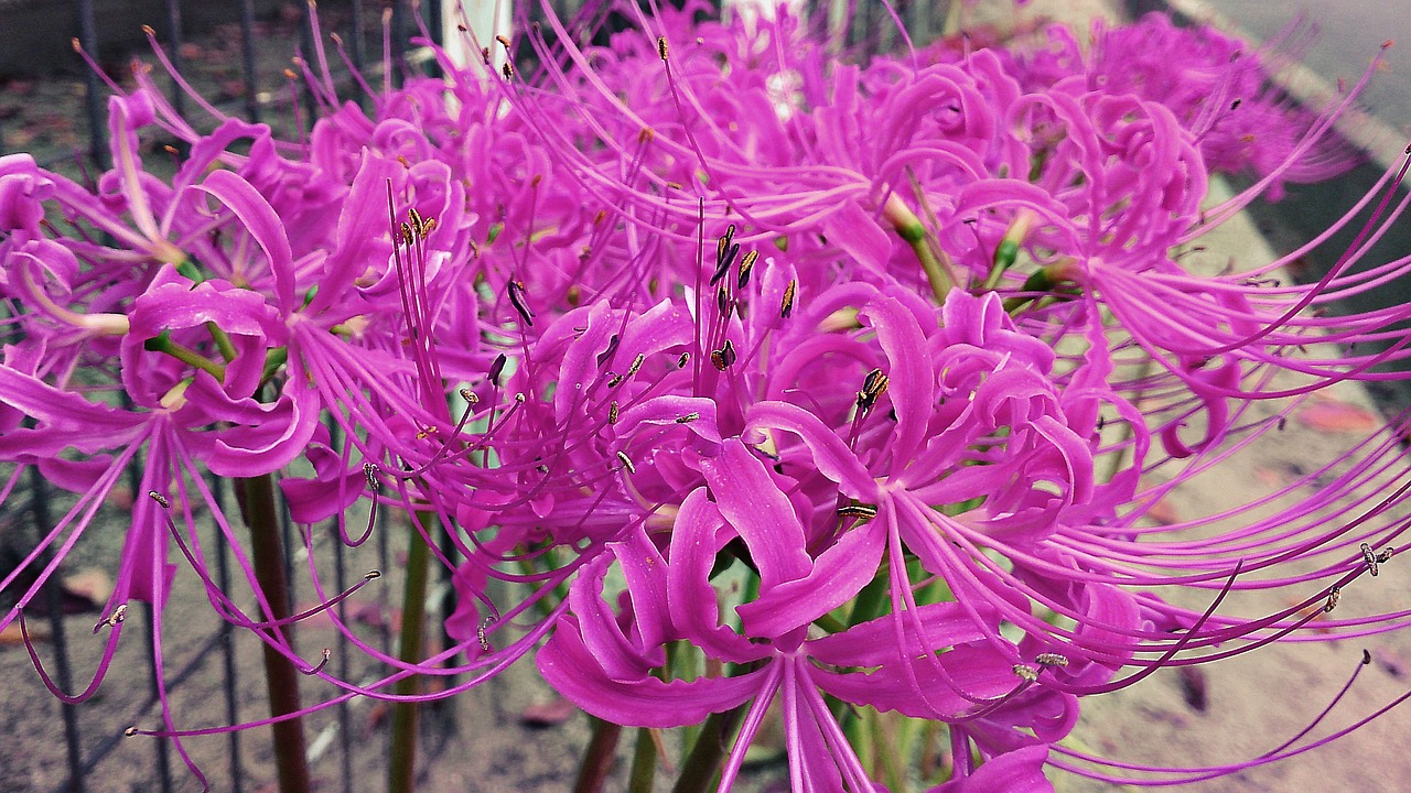 Image - lycoris radiata flower