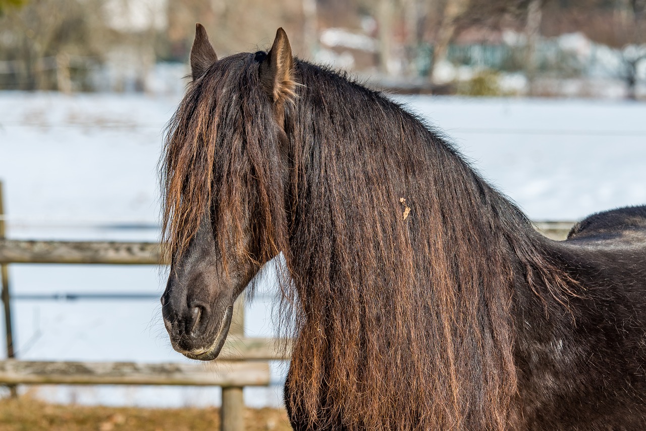 Image - horse coupling black forest meadow