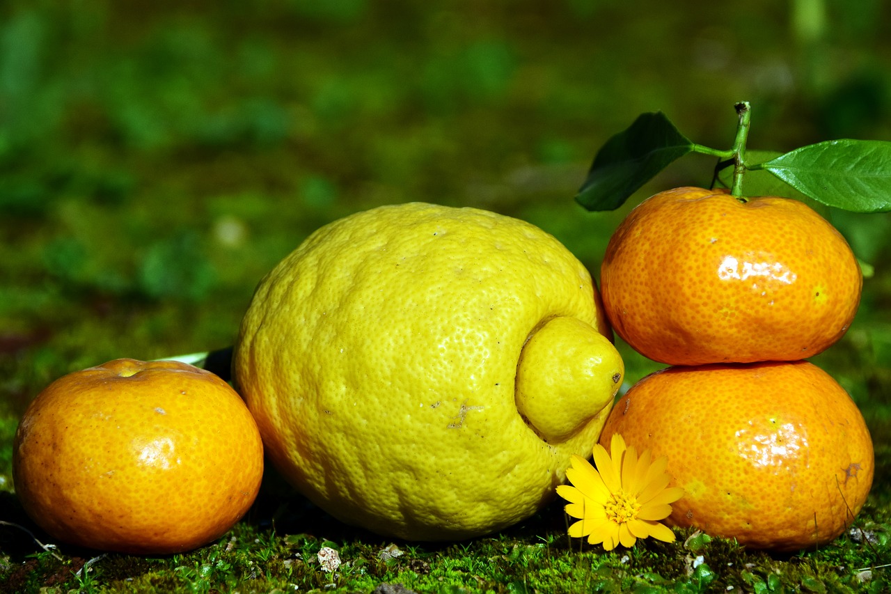 Image - citrus fruits lemon mandarin