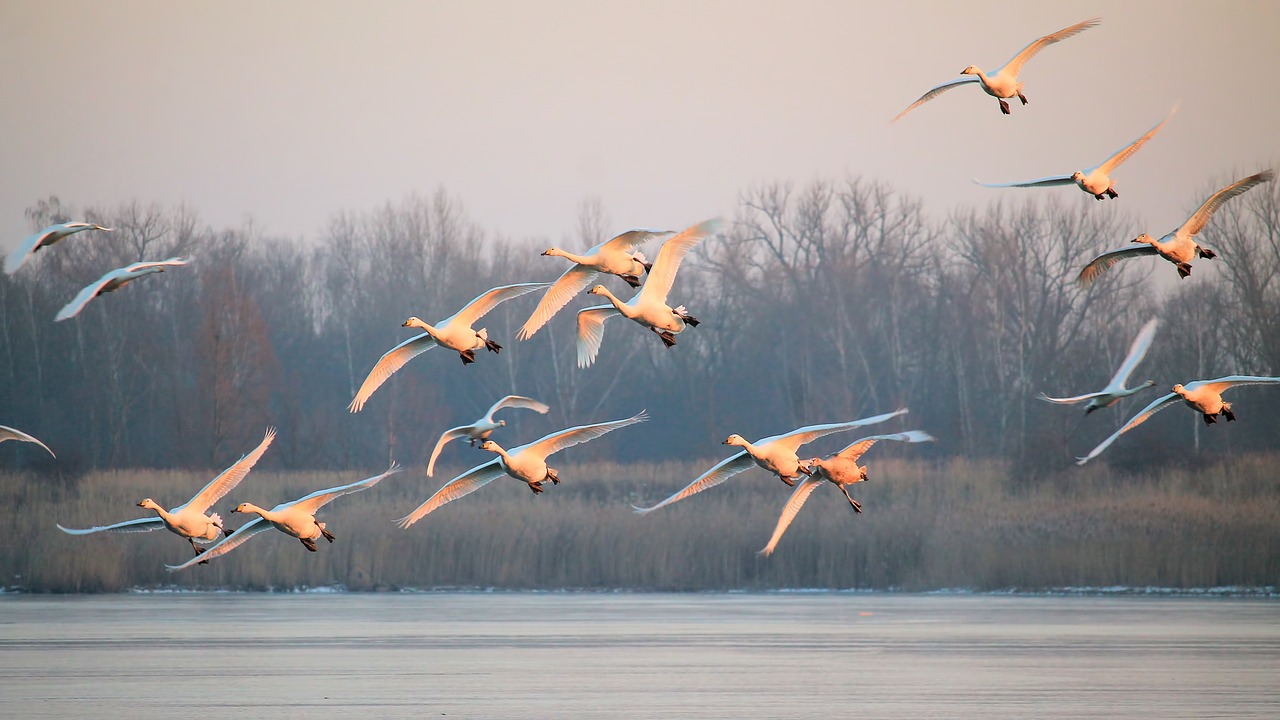 Image - landscape fog birds swans flight