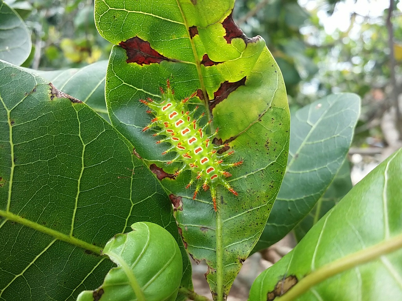 Image - planta animais largarta lagarta