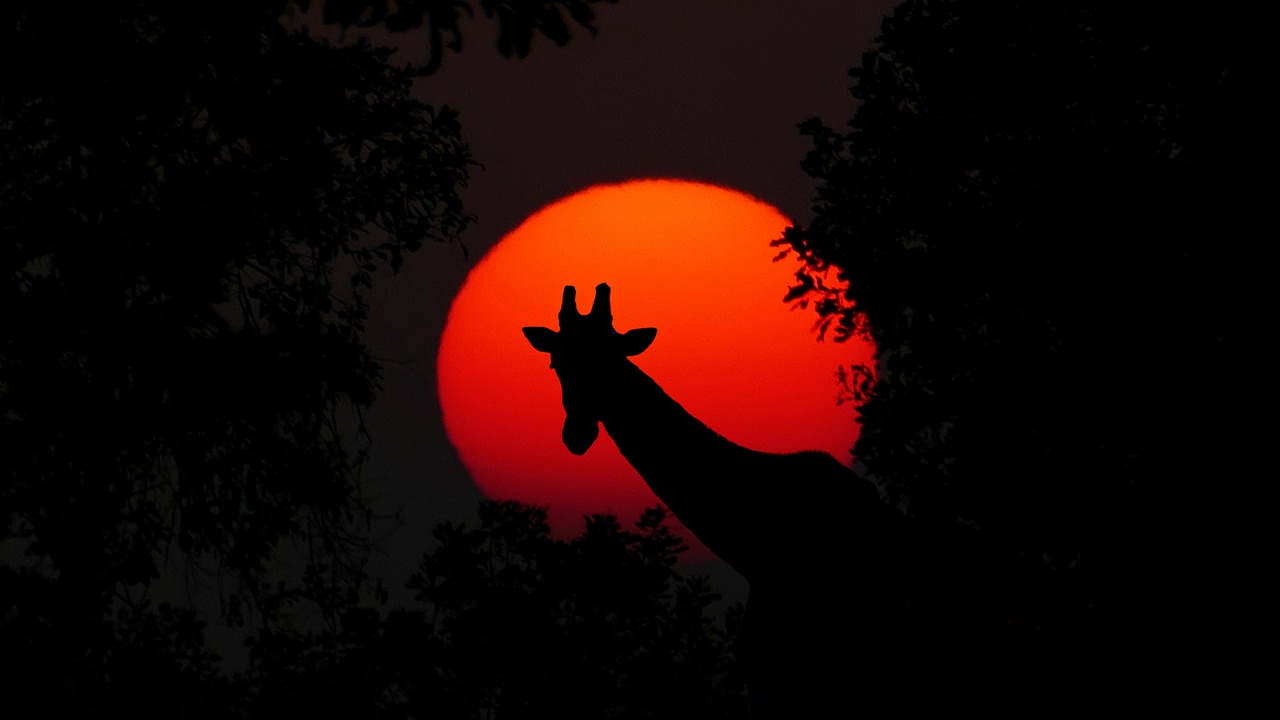 Image - giraffe animal africa sunset