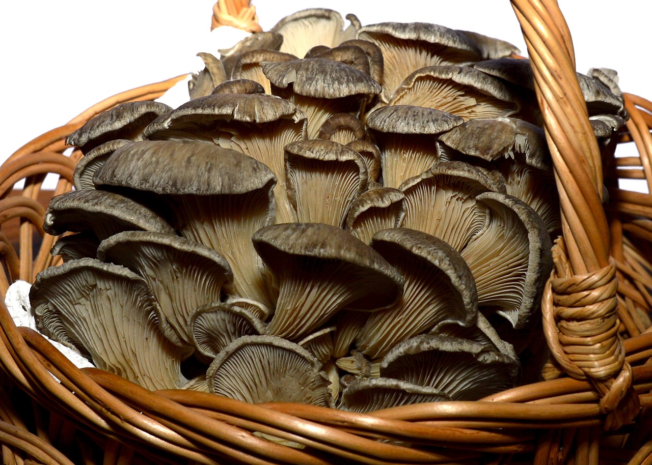 Image - mushroom nature food fungus plant