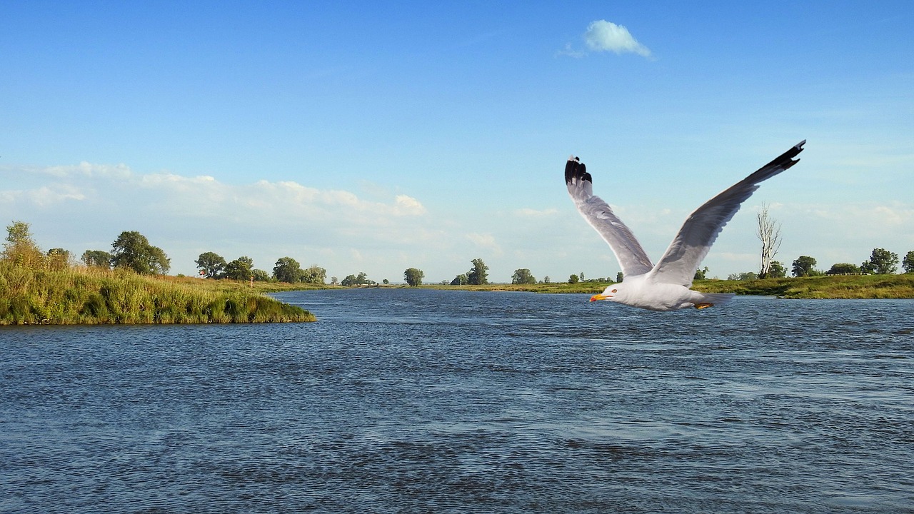 Image - landscape river bird gull fly