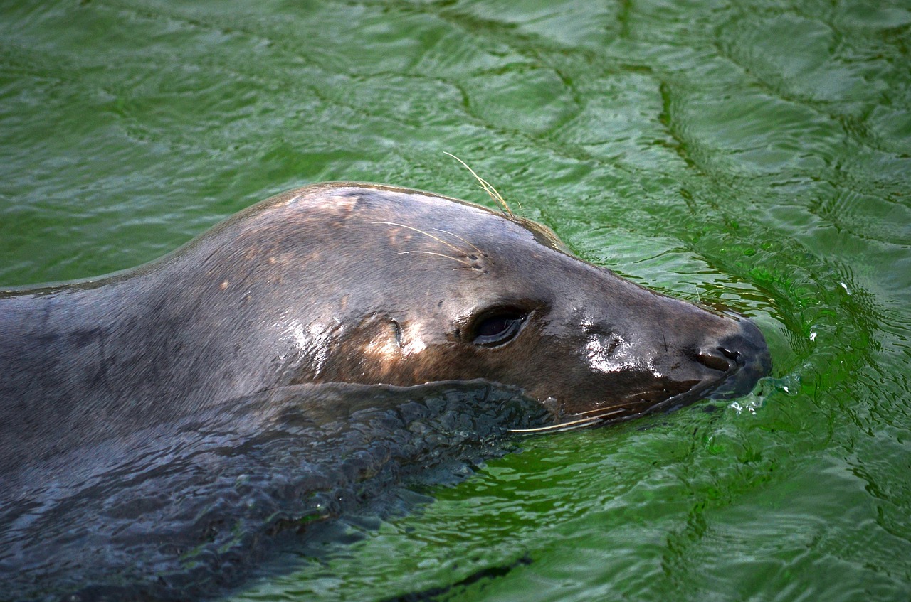 Image - seal howler robbe swim nature