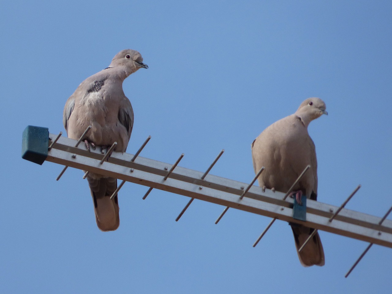 Image - turtledoves antenna gesture couple