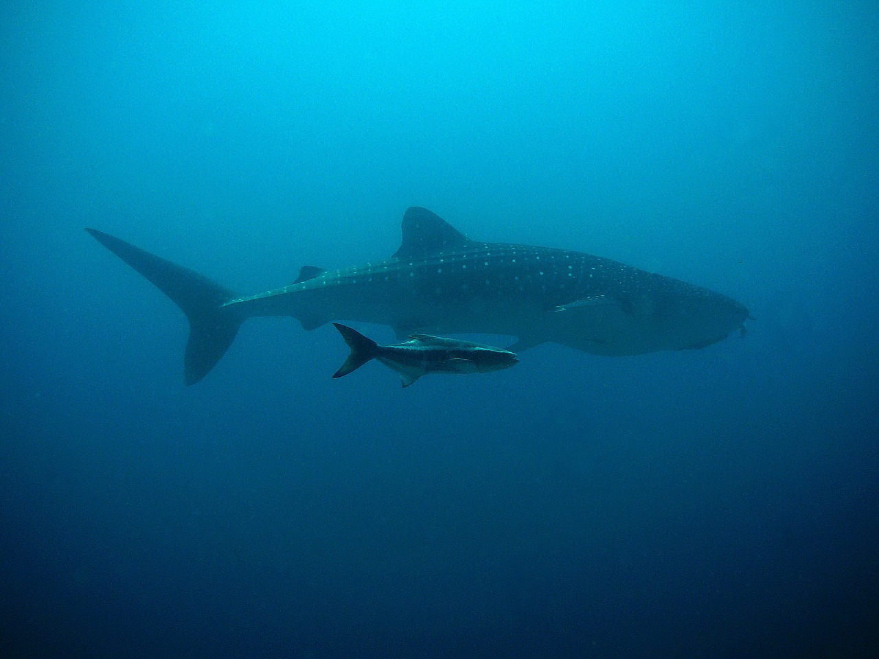 Image - whale shark kobia divers underwater