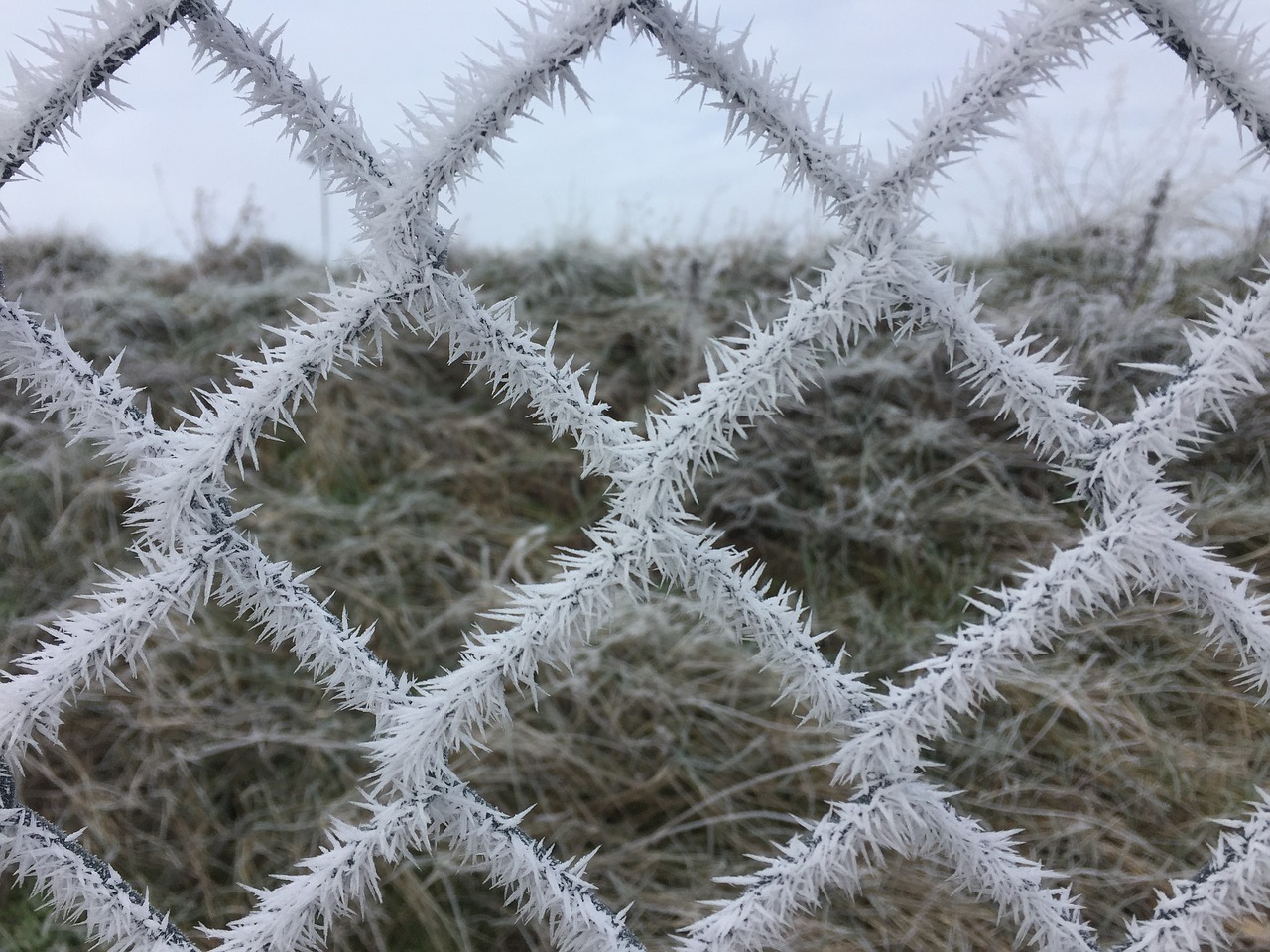 Image - ripe winter fence cold freeze