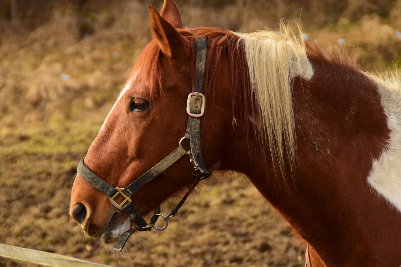 Image - horse brown horse head animal