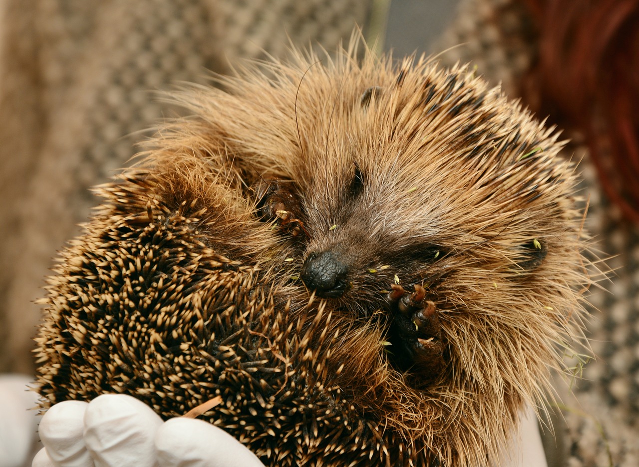 Image - hedgehog hedgehogs hibernate