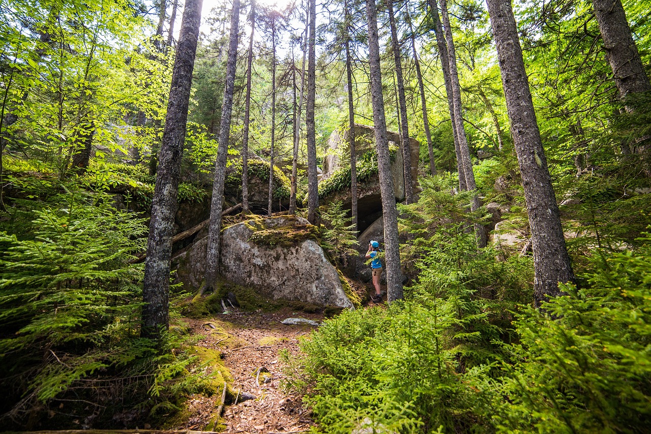 Image - forest trees landscape ferns