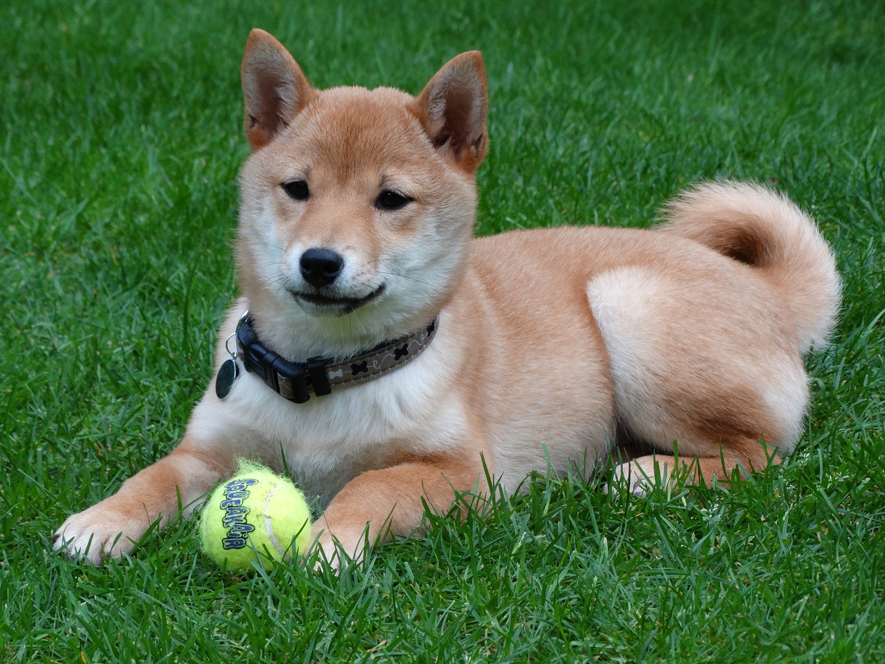 Image - dog remote access shiba inu puppy