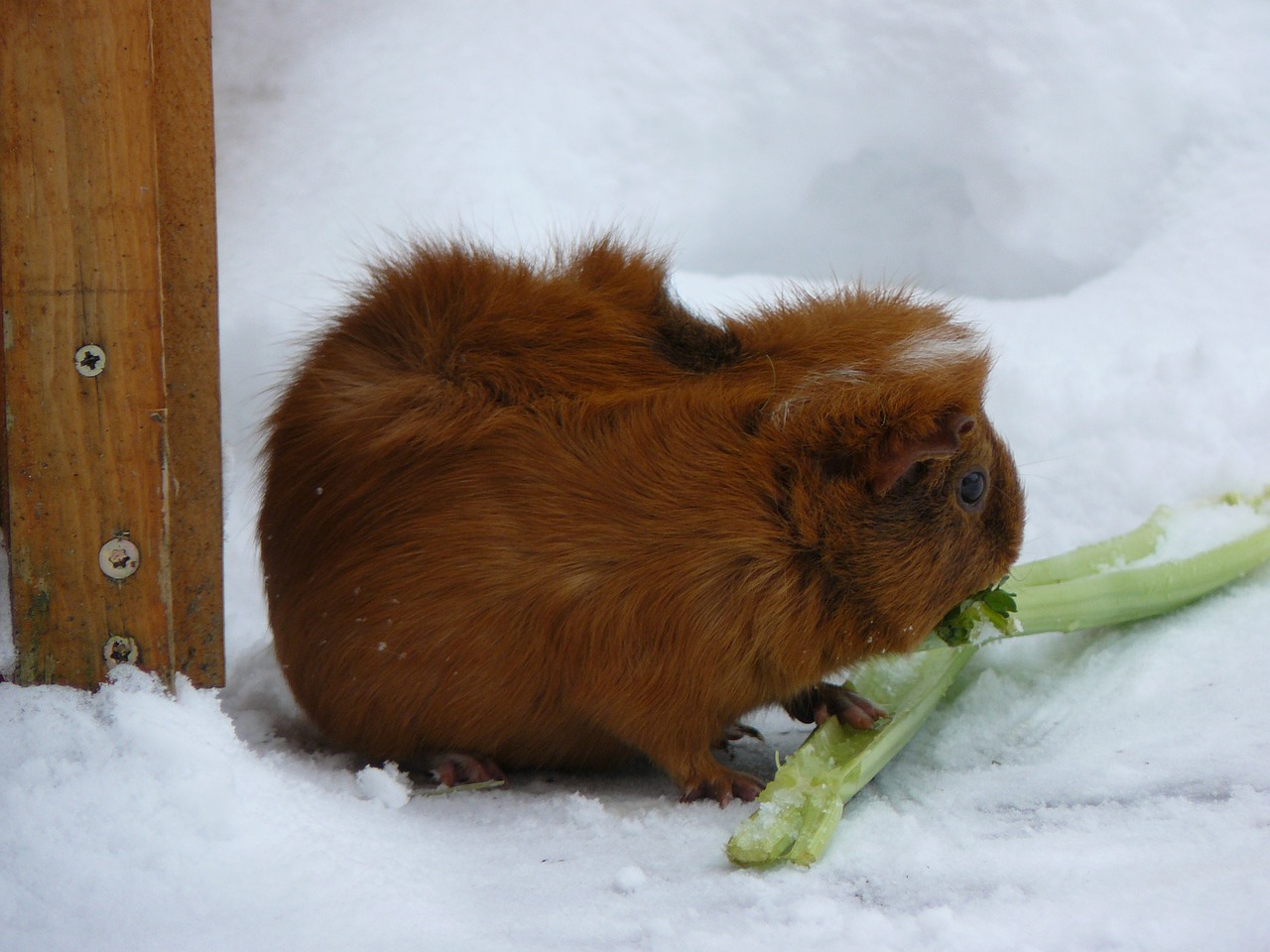 Image - guinea pig snow celery pet fur