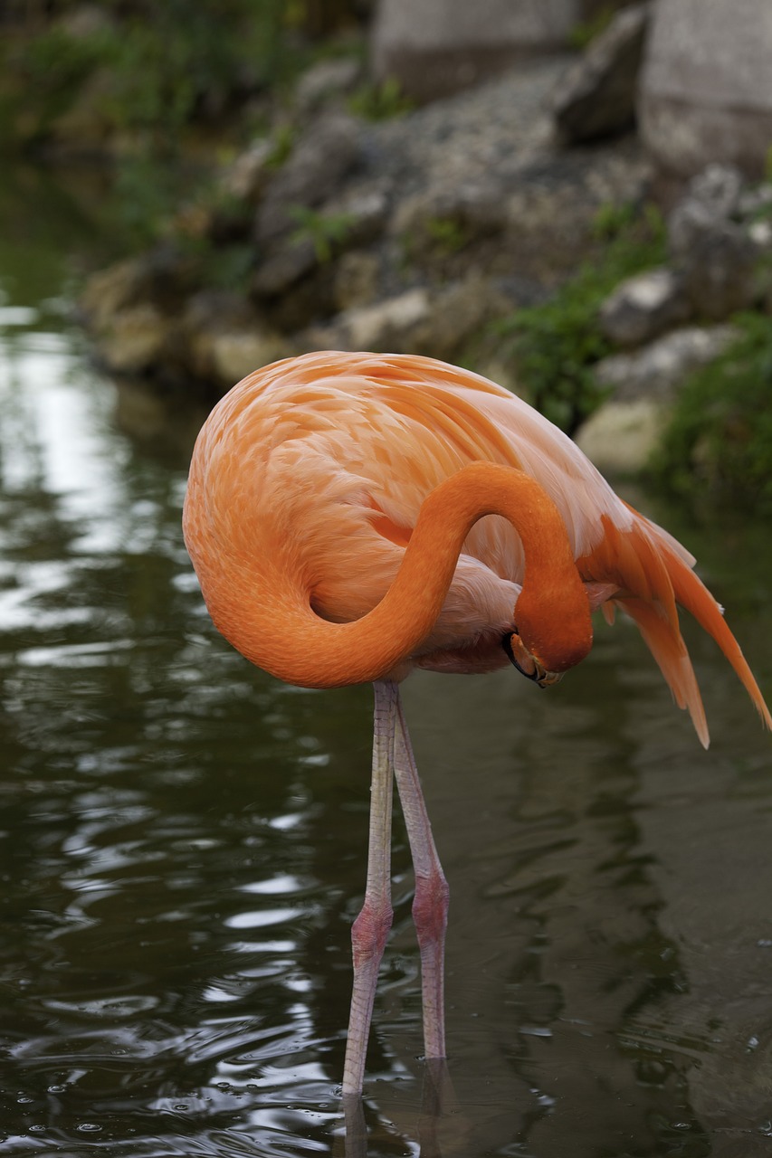 Image - flamingo pink bird nature pond