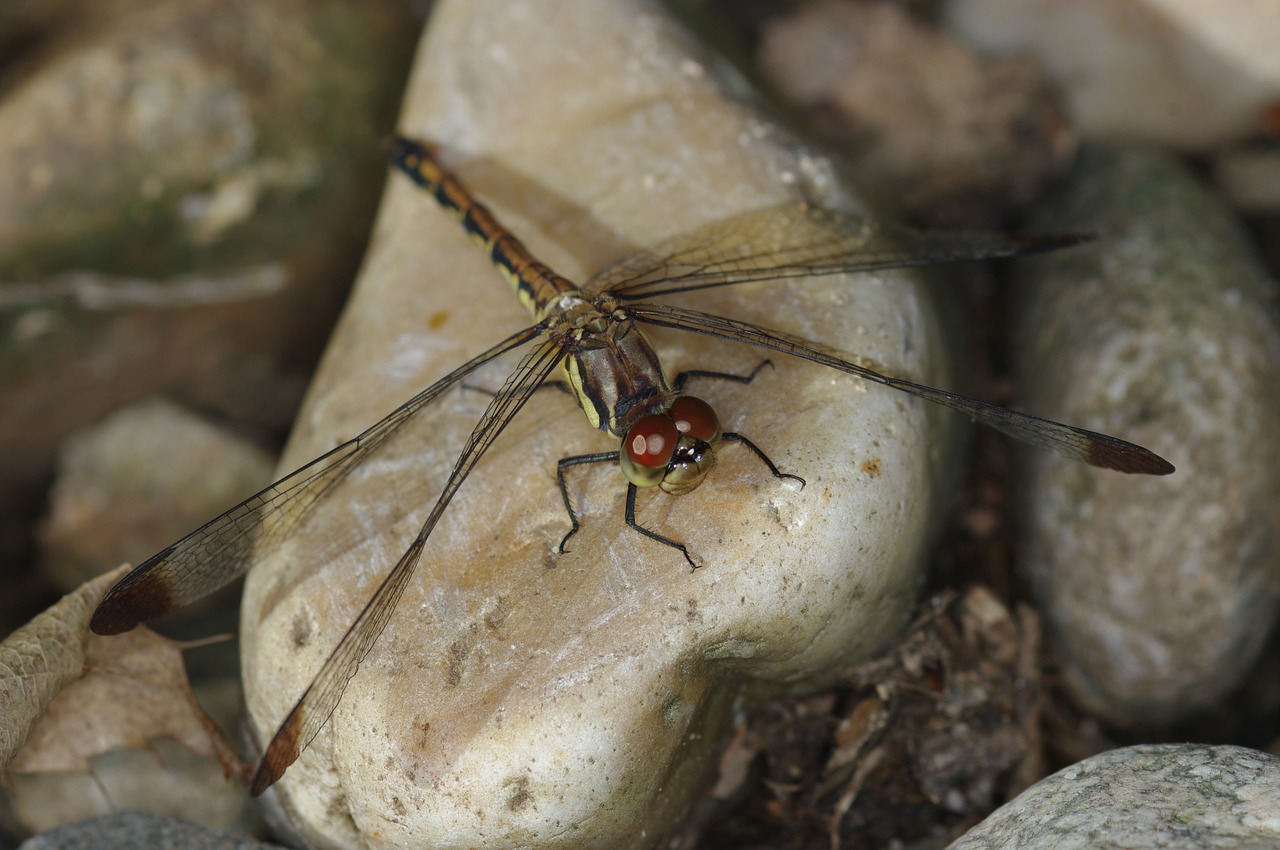 Image - dragonfly insects affix