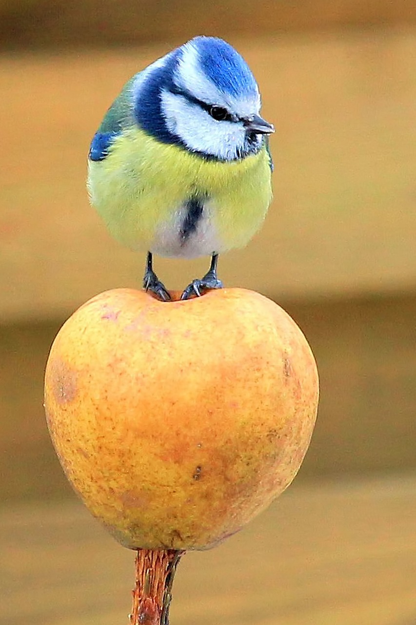 Image - tit blue tit apple standing