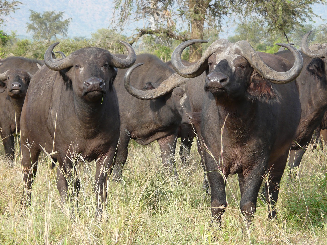 Image - cape buffalo africa wildlife nature