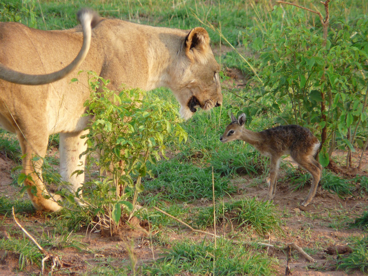 Image - africa wildlife lion kob uganda