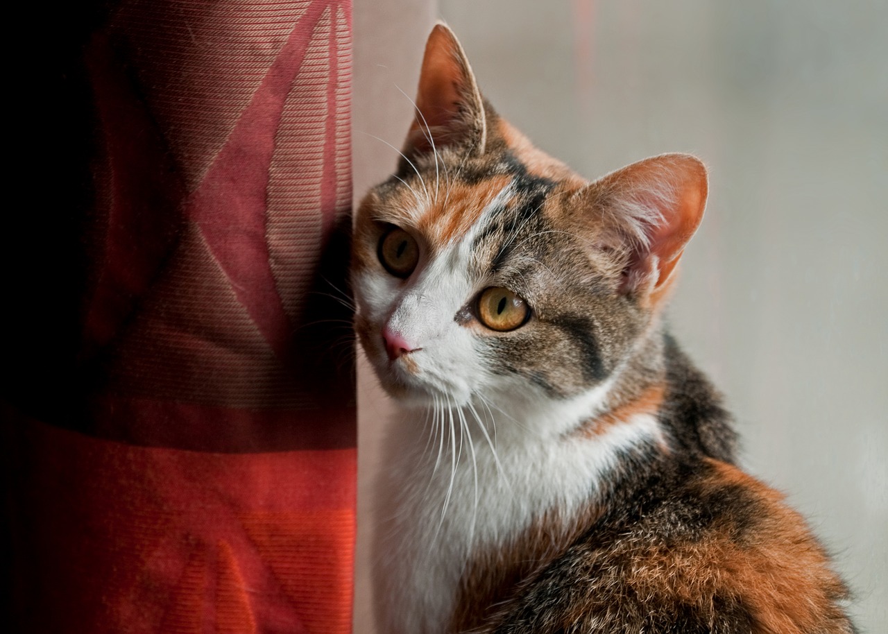 Image - cat look drapes domestic animal