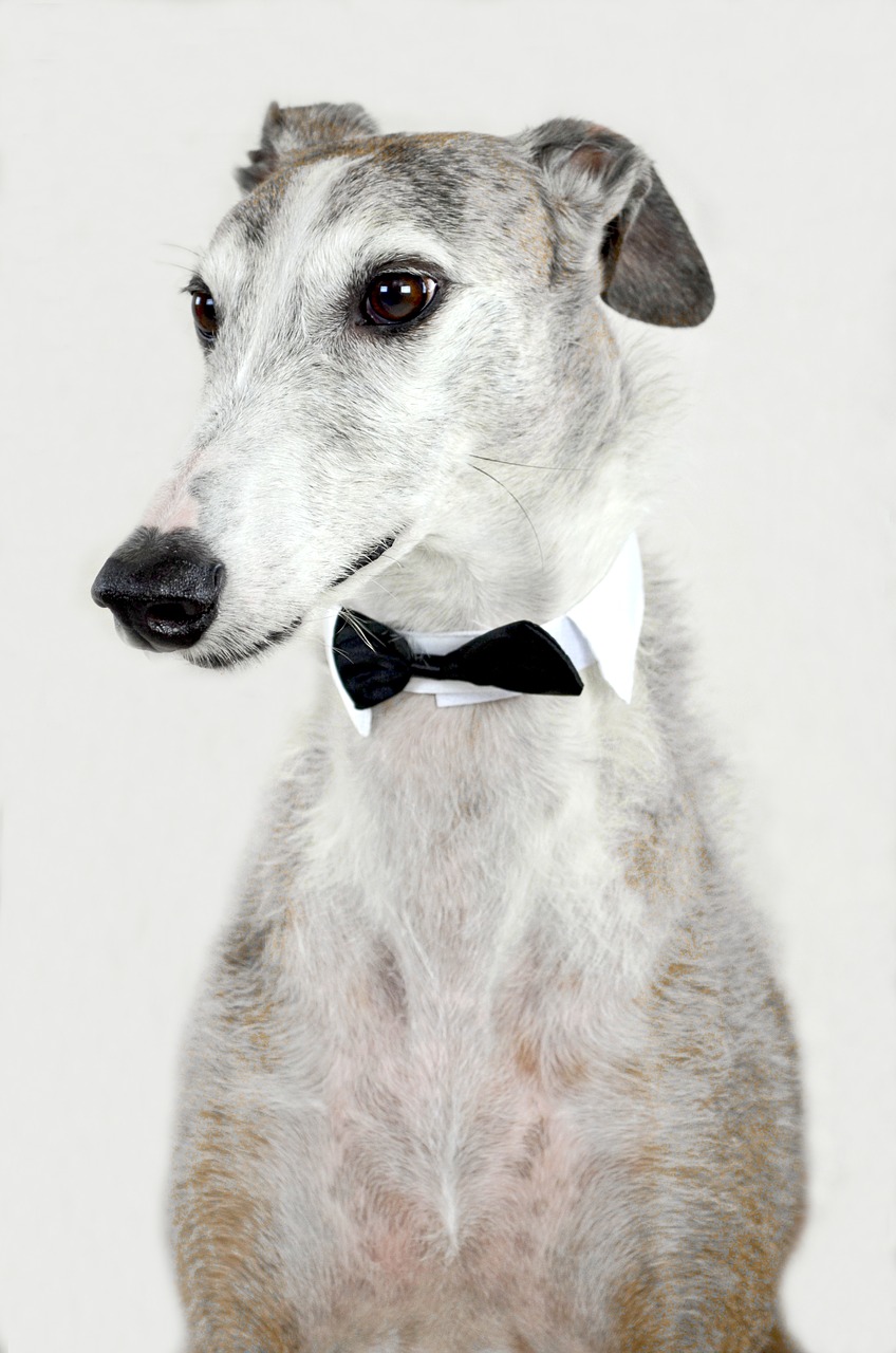 Image - dog animal greyhound