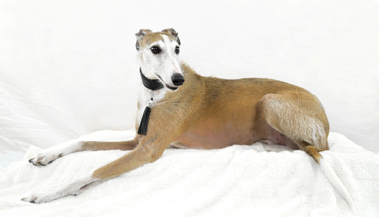 Image - dog podenko greyhound pose