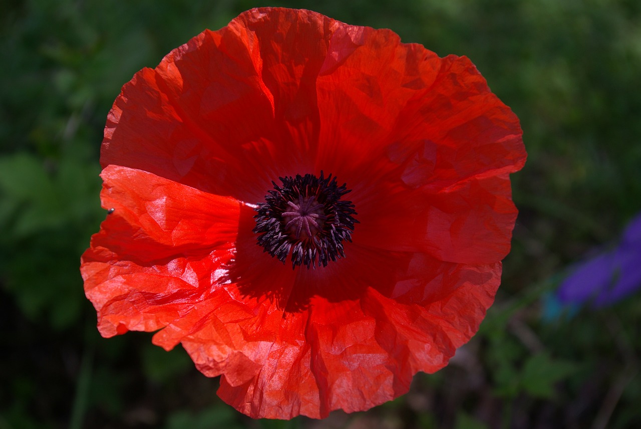 Image - poppy red blossom bloom flower