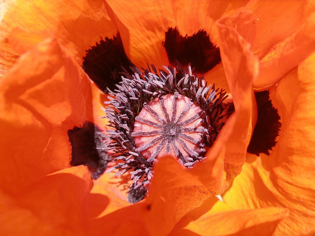 Image - poppy orange blossom bloom flower