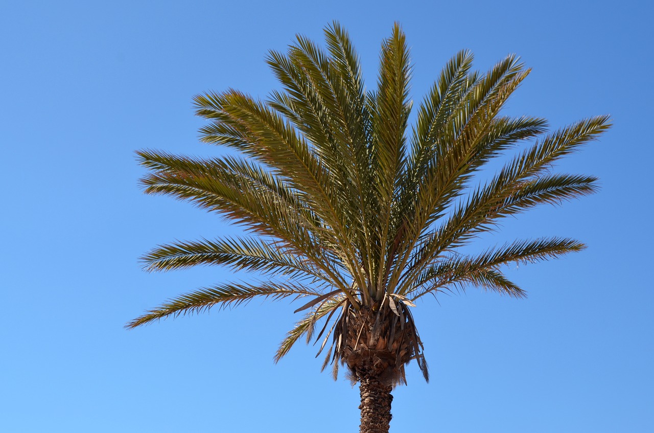 Image - palm sky sun partly cloudy blue