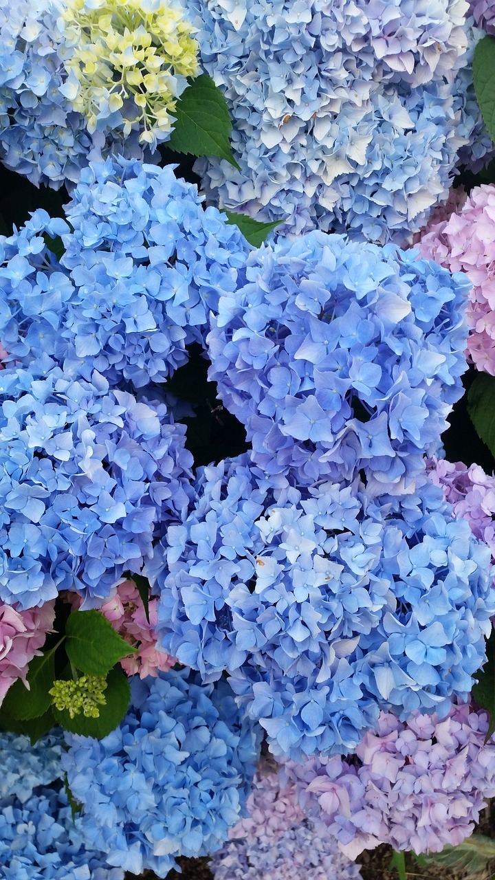 Image - snow ball bush flowers nature