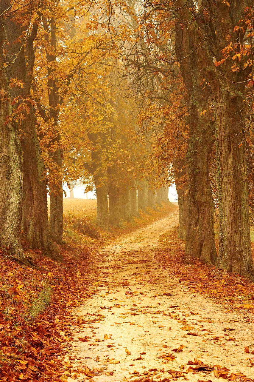 Image - autumn mood away forest fog autumn