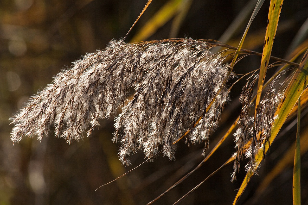 Image - reed phragmites australis grass