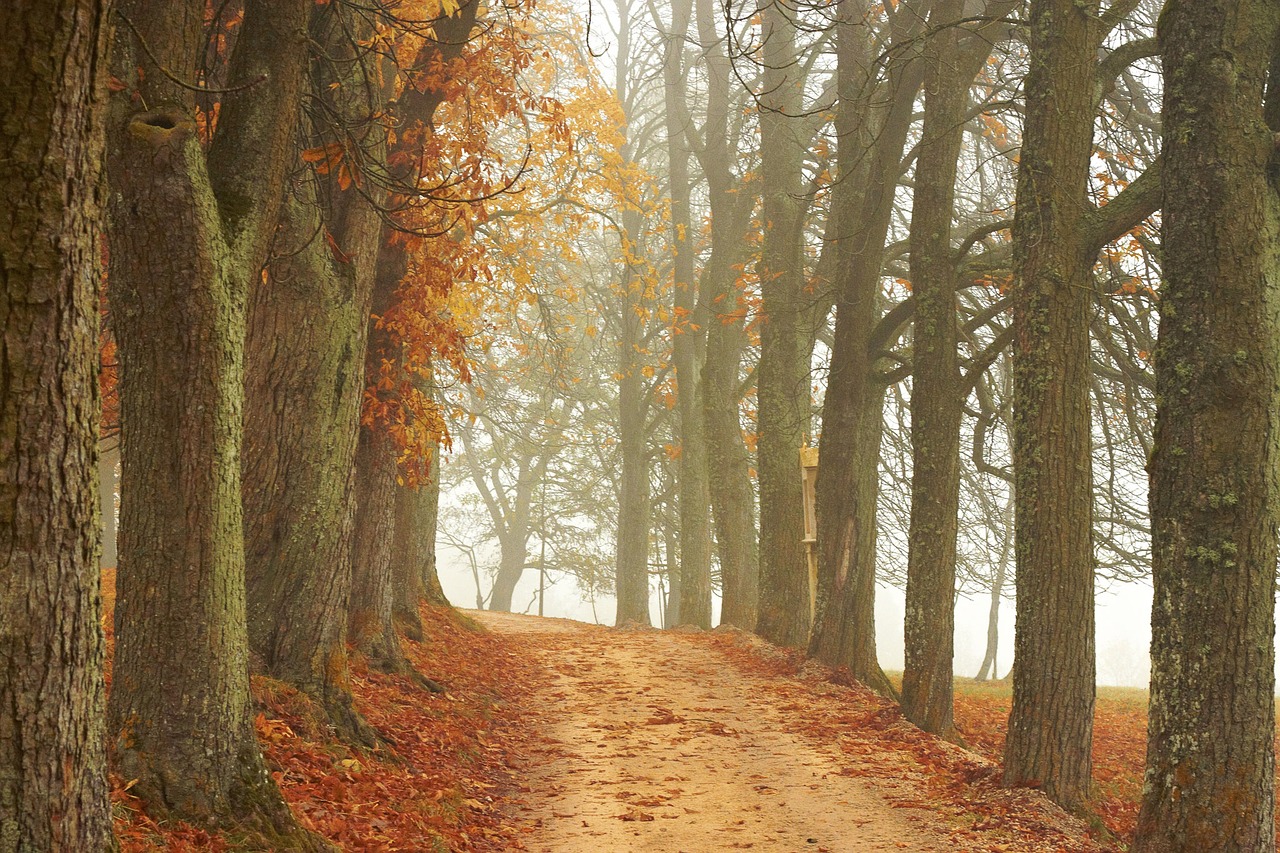 Image - trees away autumn landscape nature