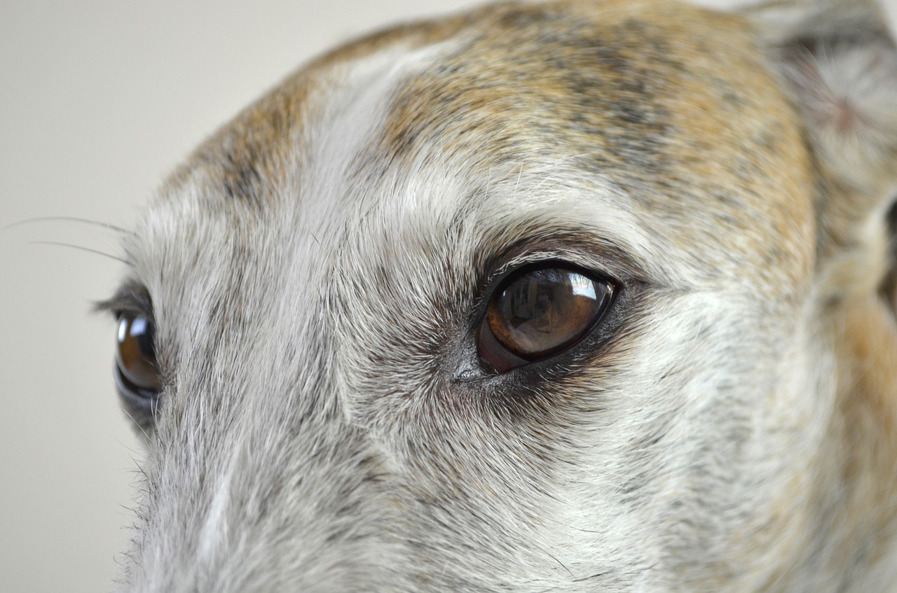 Image - dog dog eyes view dog look pet