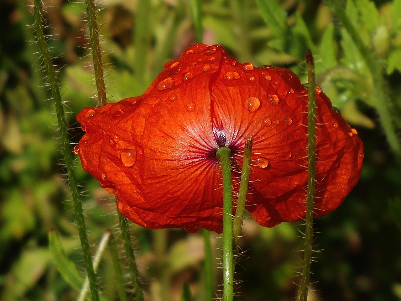 Image - poppy flower poppy drip klatschmohn