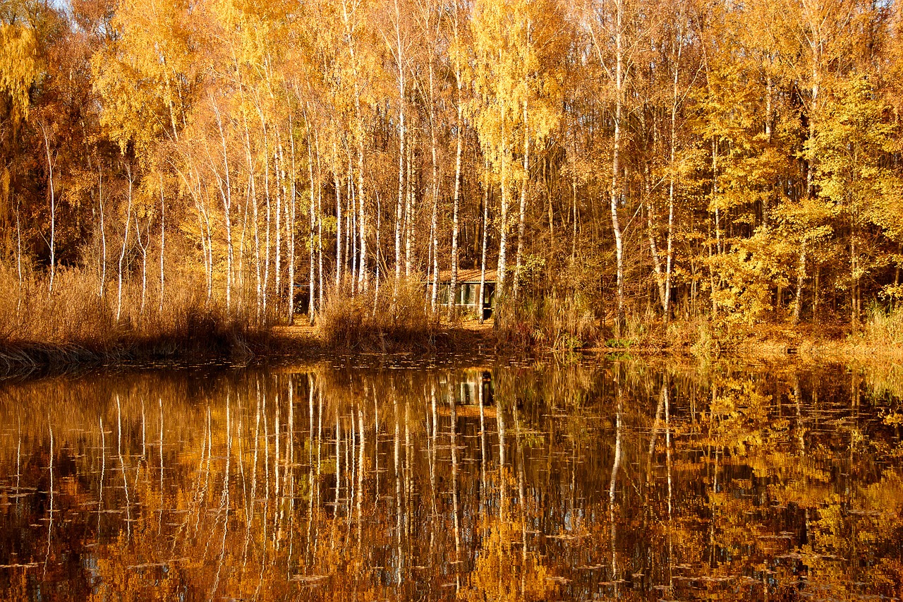 Image - nature tree autumn autumn mood