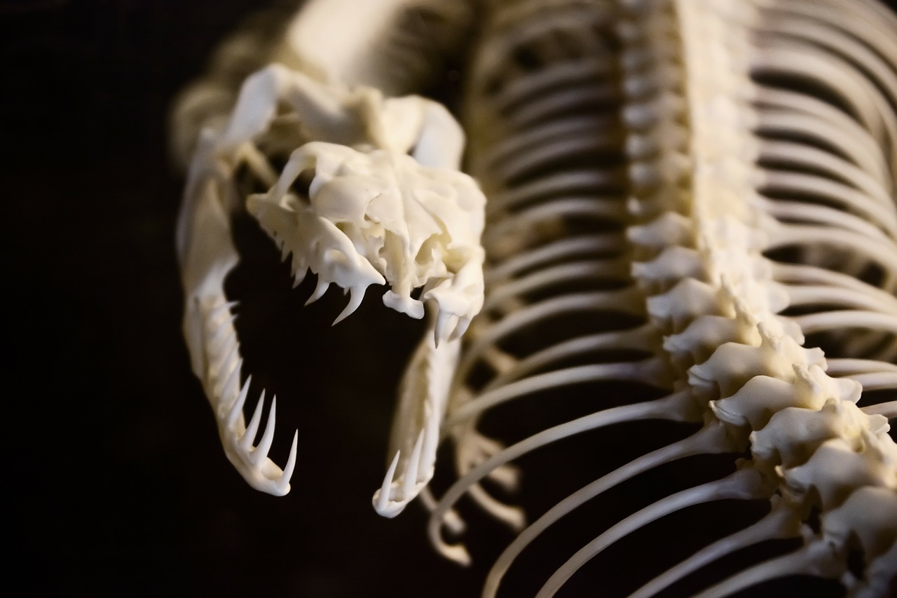Image - anatomy animal bone bones danger
