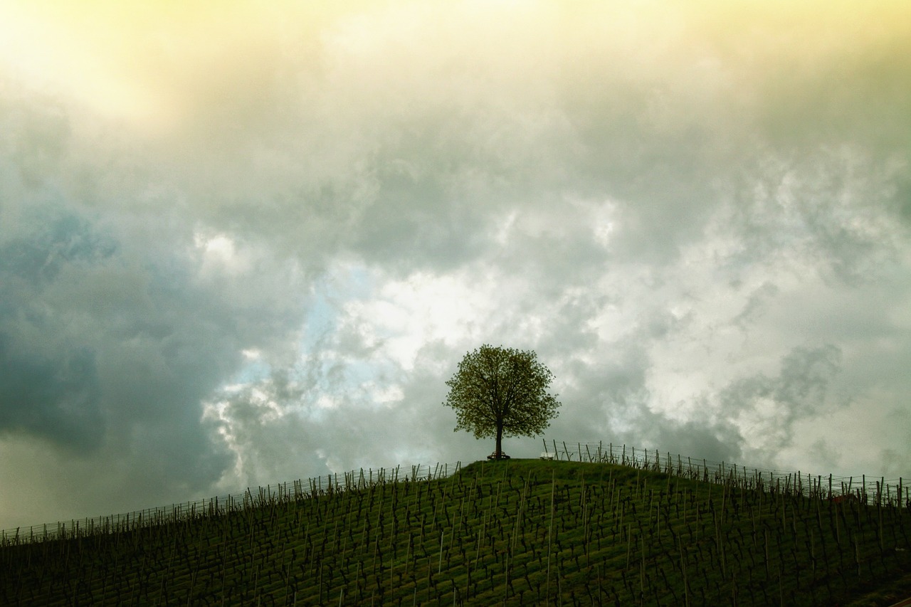 Image - tree hill vines landscape mood