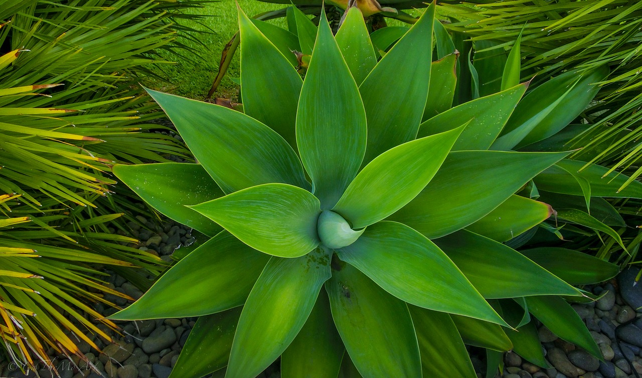 Image - plant green star nature leaf