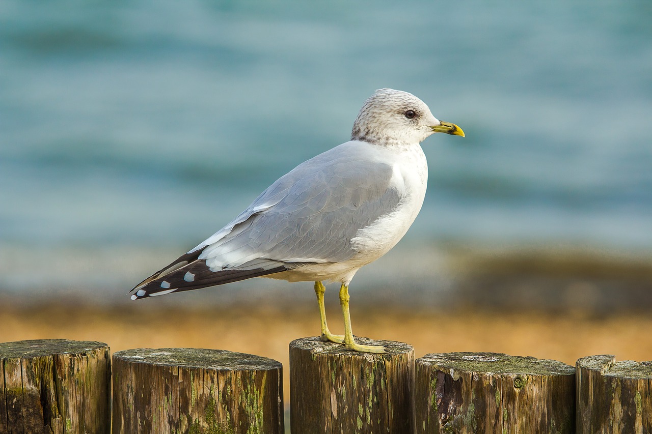 Image - seagull ocean coast bird dorset