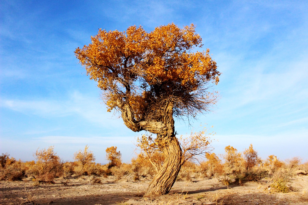 Image - trees populus desert