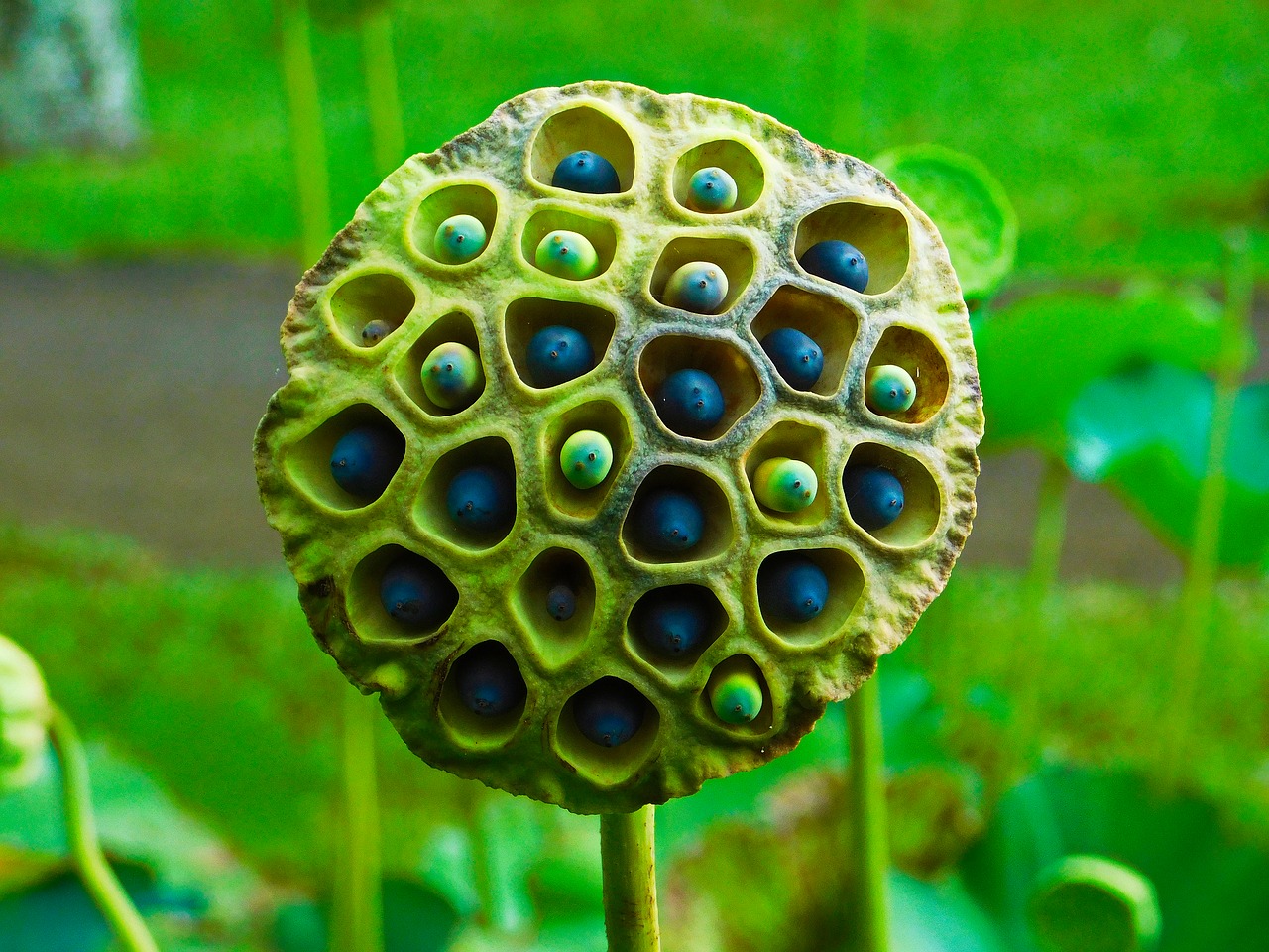 Image - lotus flowers lotus seeds