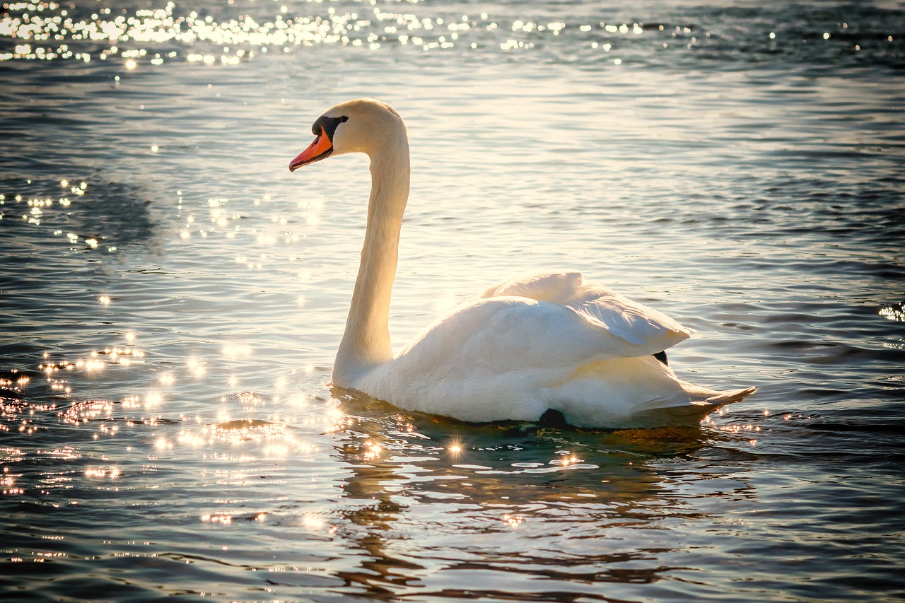 Image - swan water bird lake white