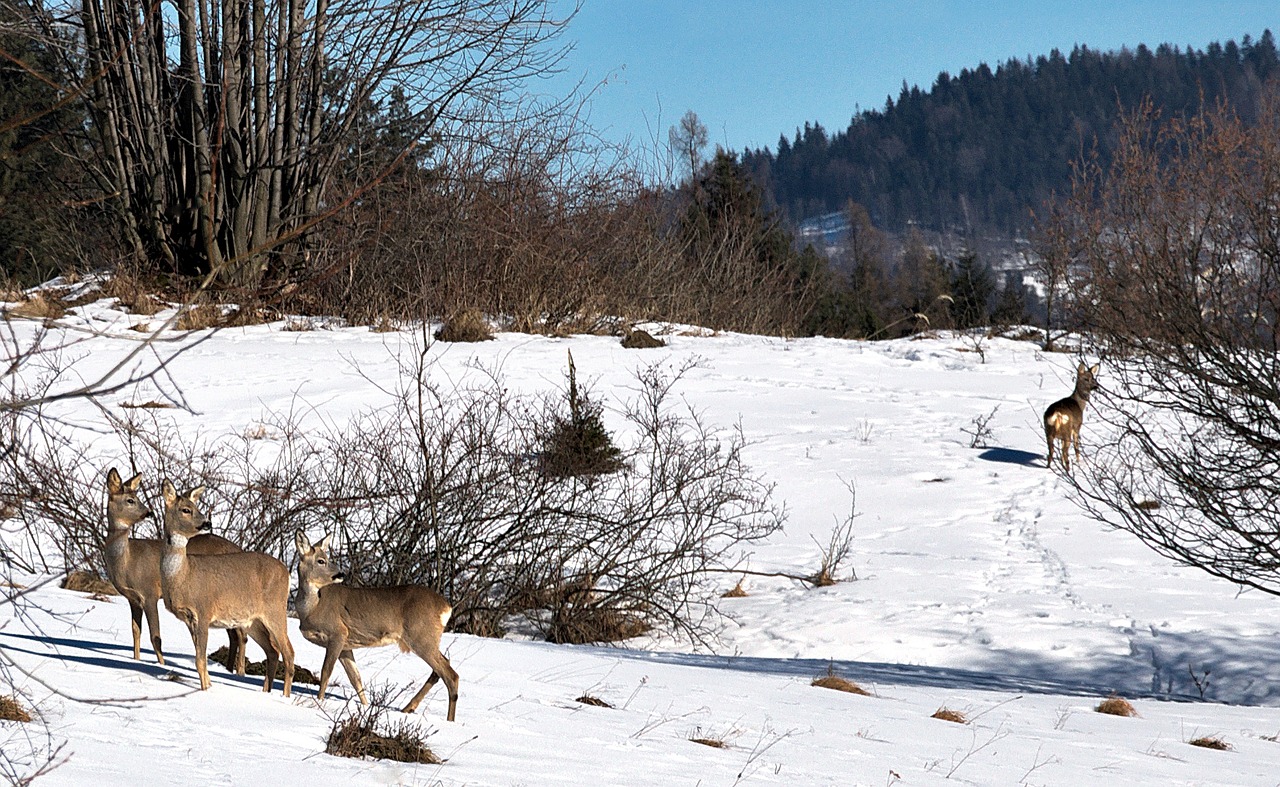 Image - deer forest winter nature sarna