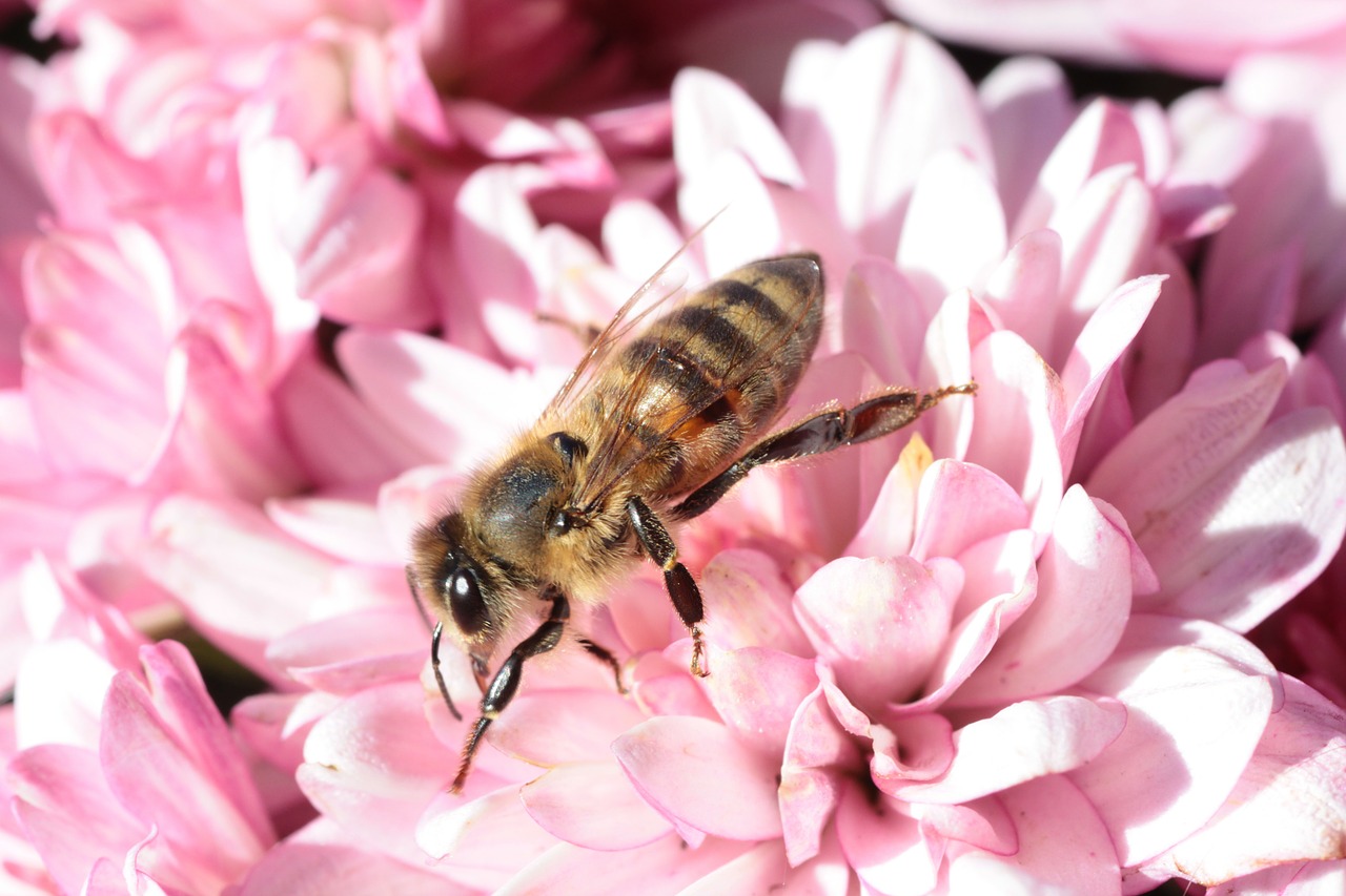 Image - bee macro flower blossom bloom