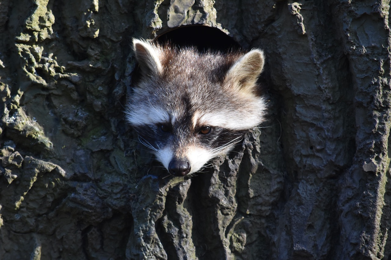 Image - raccoon construction animal world