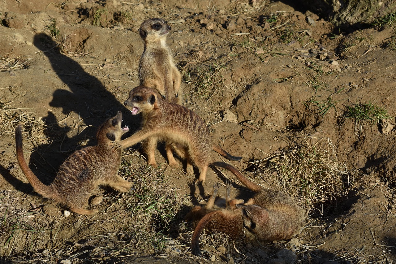 Image - meerkat fight nature family mammal