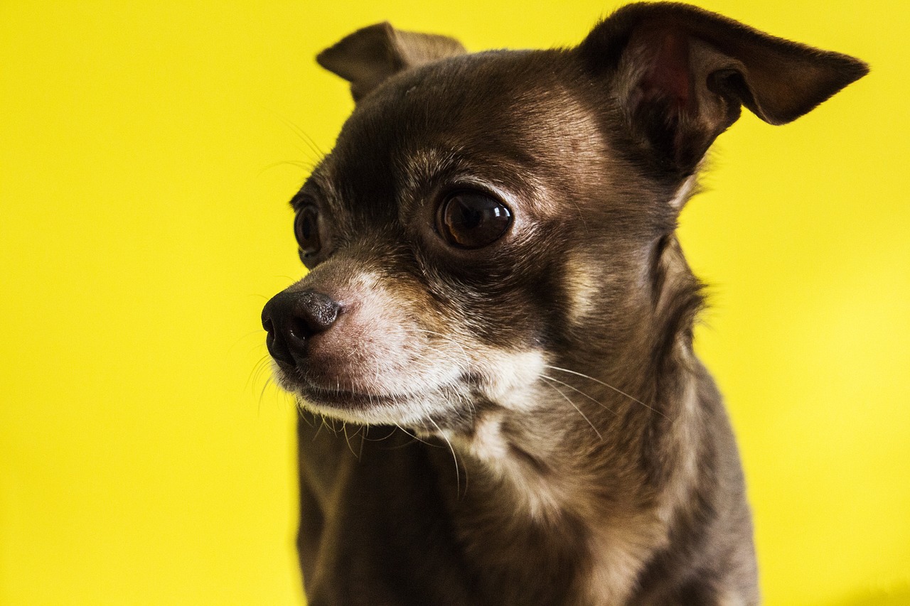 Image - chihuahua dog old animal pet