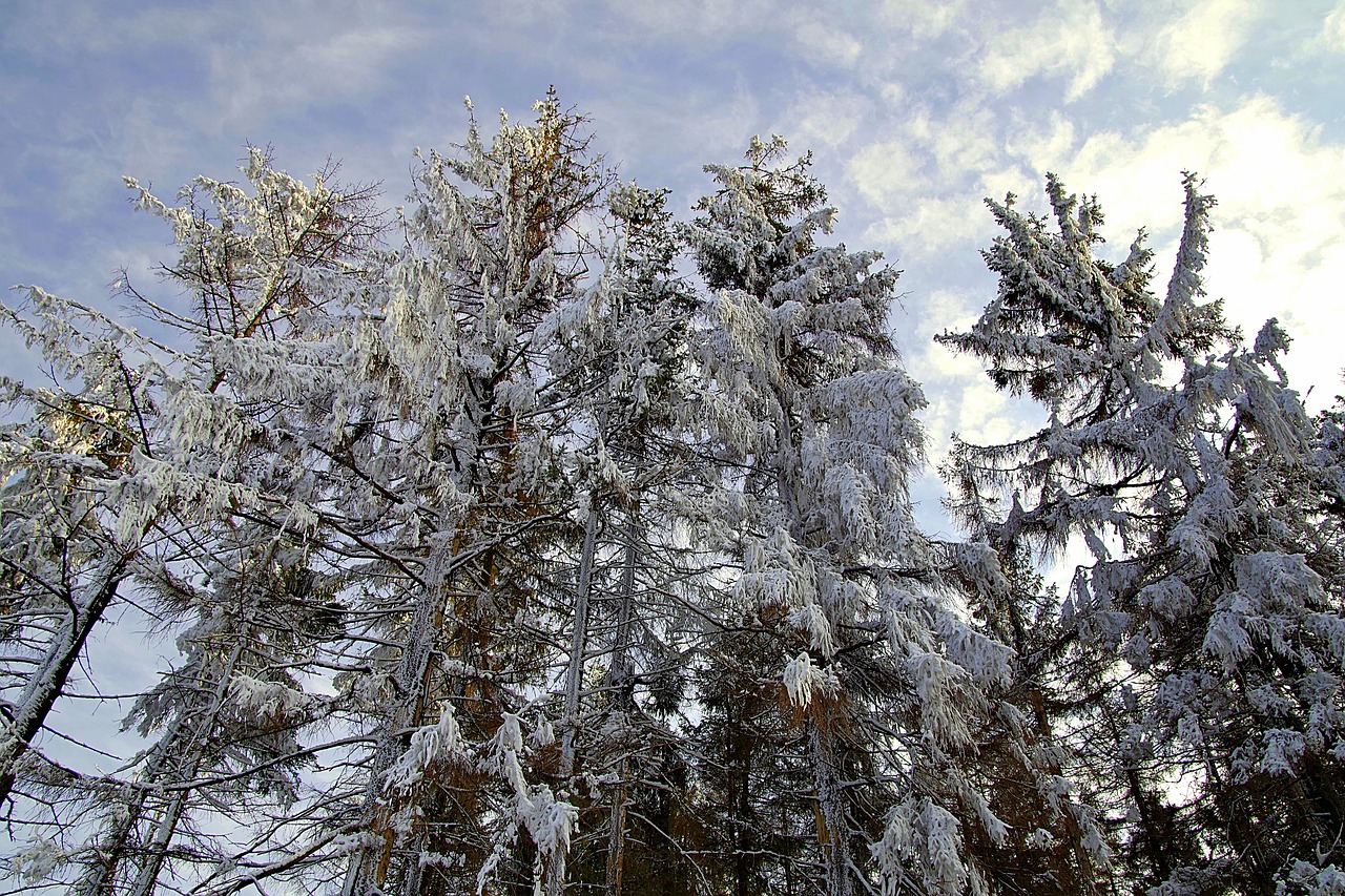 Image - mountains tree winter snow stok