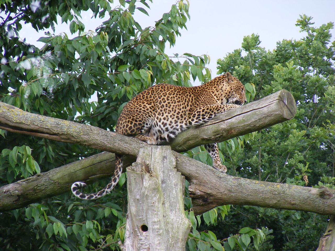 Image - leopard wild animal wild animal